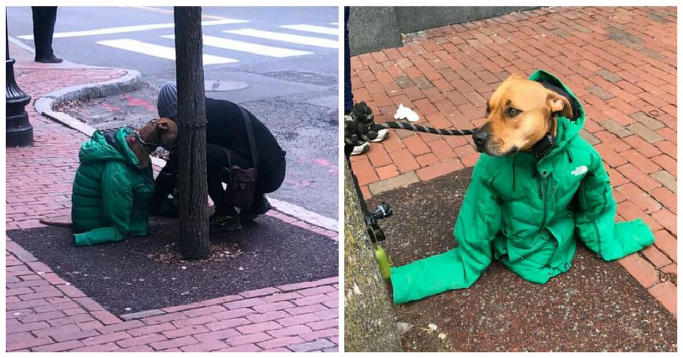 Frau leiht ihrem Hund ihre Jacke, während er draußen auf sie wartet – Passantinnen halten Moment auf Bildern fest