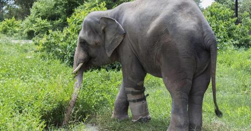 Elefant verlor durch eine Falle einen Fuß – dank einer Prothese kann er wieder laufen