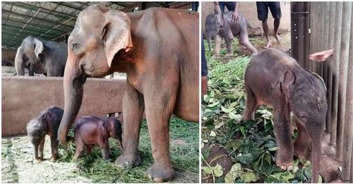 In Sri Lanka werden das erste Mal seit 80 Jahren Zwillingselefanten geboren