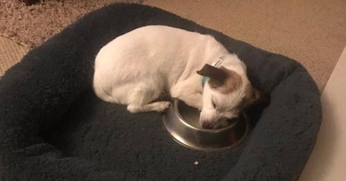 Ehemaliger Straßenhund ist so dankbar, seinen eigenen Futternapf zu haben: ‚Neville‘ schläft in Napf