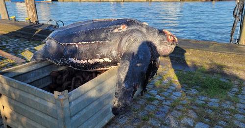 Rund 500 Kilo schwere tote Schildkröte aus Nordsee gezogen