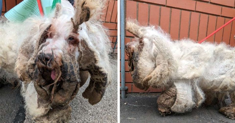 Vernachlässigtes Tier auf der Straße gefunden – was sich unter zwei Kilo Fell verbirgt, bricht uns das Herz