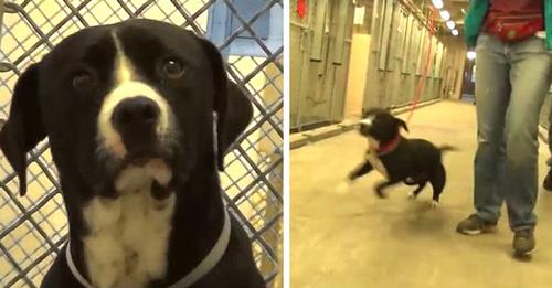 Dieser Hund dreht vor Freude durch, als er merkt, dass er gerade adoptiert wurde