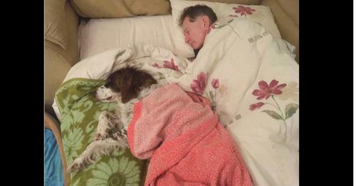 Familie schläft abwechselnd auf der Couch, um ihrem alten Hund Gesellschaft zu leisten