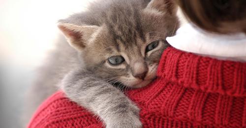 'Katzen sind eigentlich Einzelgänger': Expertin über Verhaltensauffälligkeiten bei Samtpfoten