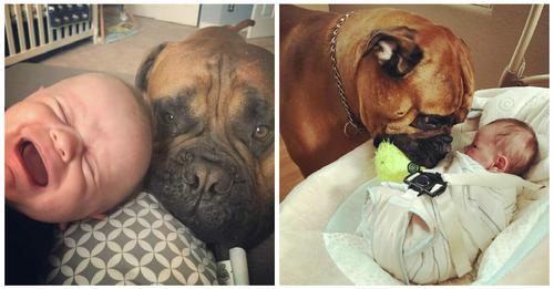 Hund “Brutus“ bringt Säugling immer sein Lieblingsspielzeug, sobald er ihn Weinen hört