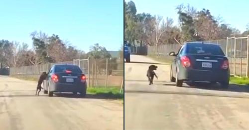 Hund jagt verzweifelt einem Auto hinterher, nachdem er am Straßenrand ausgesetzt wurde