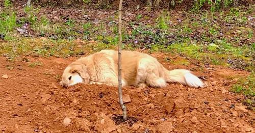 Dreibeiniger Hund trauert am Grab seiner tierischen Freunde