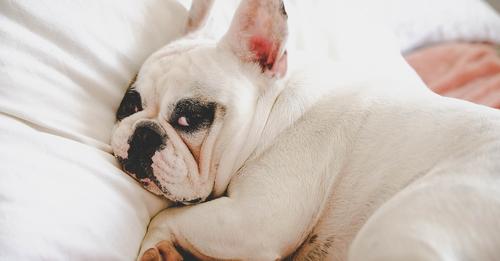 Chronisch übermüdet! Französische Bulldoggen haben dauerhafte Schlafprobleme
