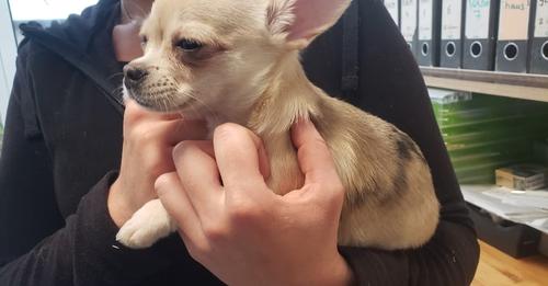 Chihuahua im Münchener Nagelstudio gequält – so geht es ihm heute