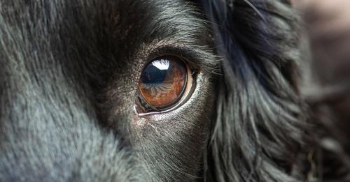 Im Gegensatz zum Wolf: Warum die meisten Hunde dunkle Augen haben