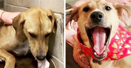 Vor und nach der Adoption: 15 Haustiere, die ein neues Zuhause gefunden und ihren Menschen Zuneigung geschenkt haben