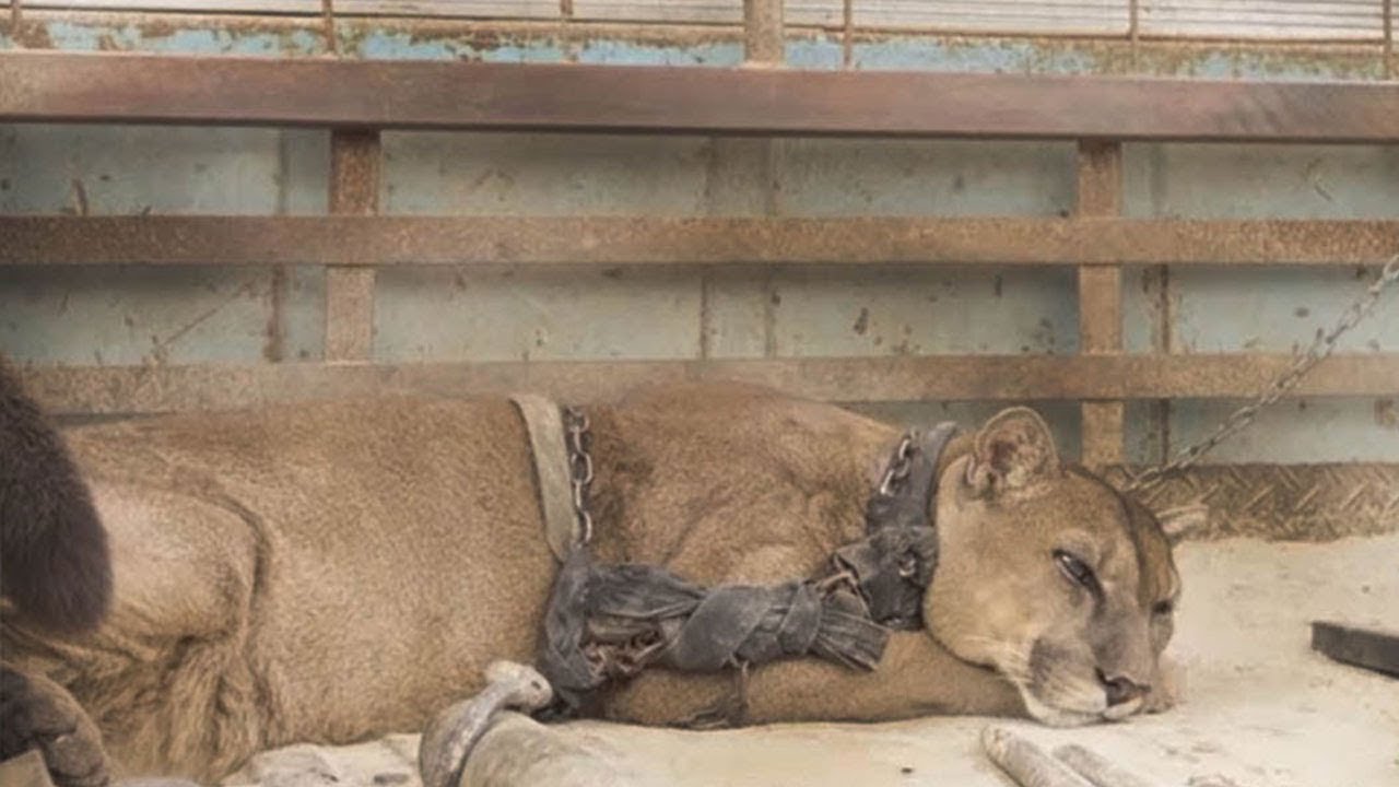 Zirkuslöwe Mufasa lebte 20 Jahre in Ketten – schau ihn dir an, als er endlich freigelassen wird