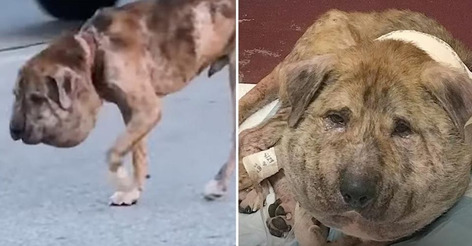Niemand glaubte, dass der Hund mit dem 'Kürbisschädel' überleben wird – vier Wochen später hat er alle überrascht