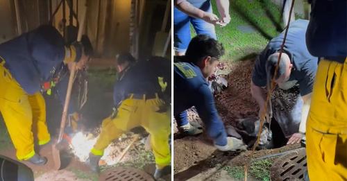 Feuerwehrleute hören Bellen unter der Erde – Grabung bringt lebendig begrabenes Tier zum Vorschein