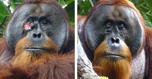 Orang-Utans behandeln ihre Wunden mit selbst hergestelltem Heilmittel 